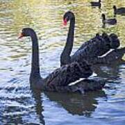 Two Black Swans Poster