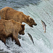 Two Brown Bears Catching Salmon At Poster