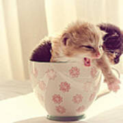 Two Cute Kittens In A Cup Poster