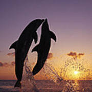 Two Dolphins Jumping Together At Sunset Poster
