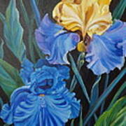 Two Fancy Iris Poster