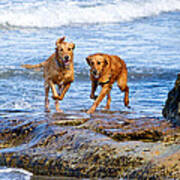 Two Golden Retriever Dogs Running On Beach Rocks Poster