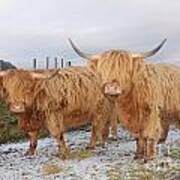 Two Highland Cows Poster