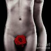Two Nude Woman Bodies With Red Rose Gay Love Concept Poster
