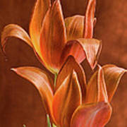 Two Orange Red Tulips Entwined Poster
