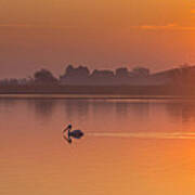 Two Pelicans At Sunrise Poster