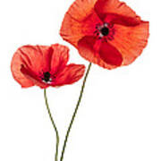 Two Poppy Flowers Poster