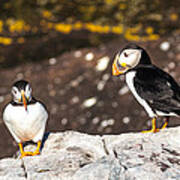 Two Puffins Poster