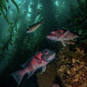 Two Sheephead In A Kelp Forest Poster