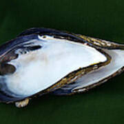 Two Blue Mussel Shells Poster