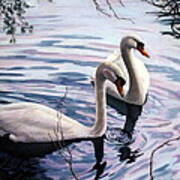 Two Swans A Swimming Poster