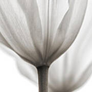 Two Tulips Bw 1 Poster