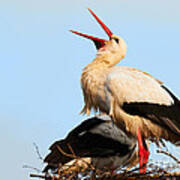 Two White Storks On A Nest Poster