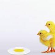 Two Yellow Baby Chicks Looking At Fried Poster