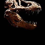 Tyrannosaurus Rex Skull 1 Poster