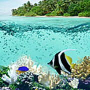 Underwater Life In Tropical Sea Poster