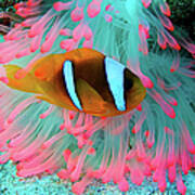 Underwater Photography Of Clown Fish Poster