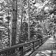 University Of California Santa Cruz Walkway Poster