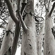 Up The Eucalyptus Tree Giant Poster