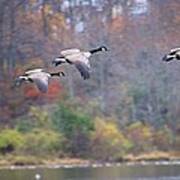 Up Up And Away 3 Canada Geese In Flight. Poster