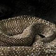 Uracoan Rattlesnake Poster