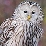 Ural Owl Poster