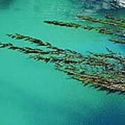 Usa, California, Seaweed Floating Poster