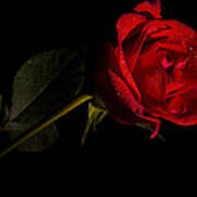 Valentine's Day Velvet Rose Poster