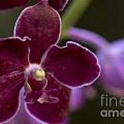 Vanda Orchid Poster