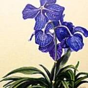 Vanda Sausai Blue Orchid Poster