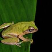 Variable Bush Frog Poster