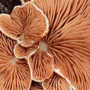 Variable Oysterling Fungus Gills Poster