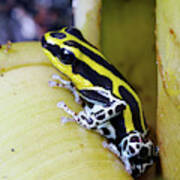 Variable Poison Frog Poster