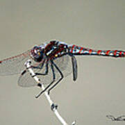 Variegated Meadowhawk Poster