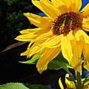 Vibrant Sunflowers Poster