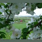 View Through Apple Blossoms Poster