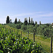 Vineyard, Tuscany, Italy Poster