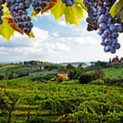 Vineyards In San Gimignano Italy Poster