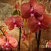Vintage Burnt Orange Orchids Poster