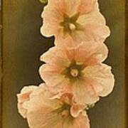 Vintage Hollyhock No. 2 Poster