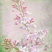 Vintage Lilac Poster