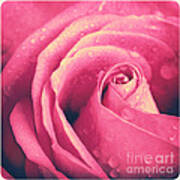 Vintage Rose Photo Poster