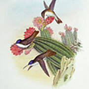 Violet-crowned Hummingbirds Poster