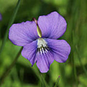 Violet Flower Poster