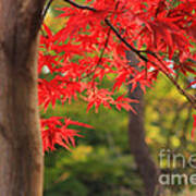 Vivid Vermillion Maple Leaves In Autumn Poster