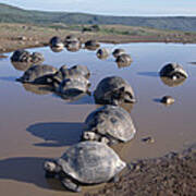 Volcan Alcedo Giant Tortoise Wallowing Poster