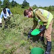 Volunteers Removing Buckthorn Poster