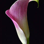 Volute Calla Poster