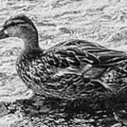 Wading Female Mallard Poster