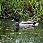 Wading Mallard Duck Poster